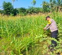 Polsek Peranap Terus Dorong Personel Optimalkan Sektor Pertanian dan Perkebunan Masyarakat