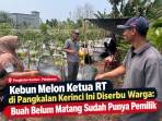 Tak Disangka! Kebun Melon Ketua RT di Pangkalan Kerinci Diserbu Warga, 800 Buah Sudah Punya Nama
