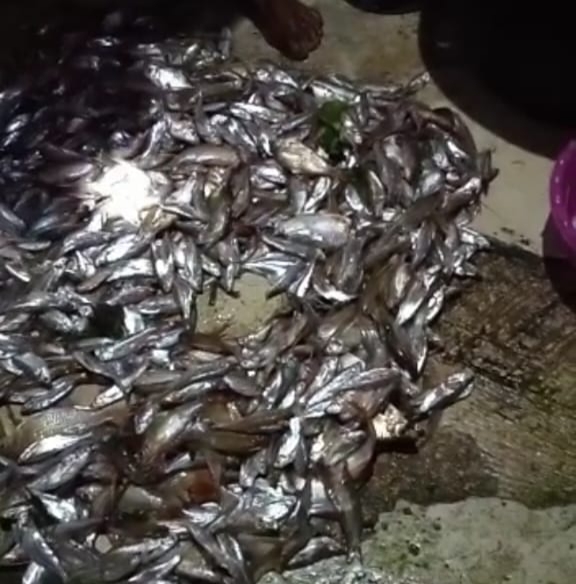 DLH Pelalawan Turun Ke Lapangan Cari Tahu Penyebab Matinya Ribuan Ikan di Sungai Kerumutan