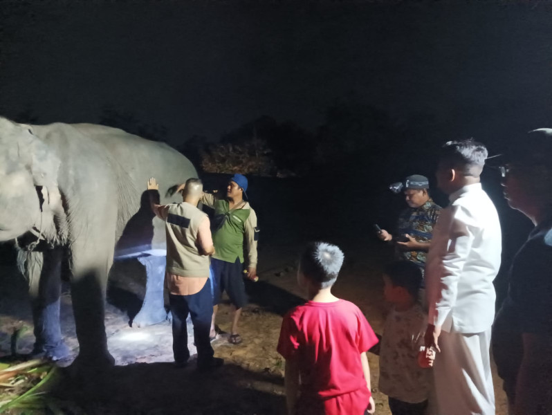 BKSDA Buru Gajah Liar Yang Hampir 2 Bulan Masuk di Perkebunan Warga.