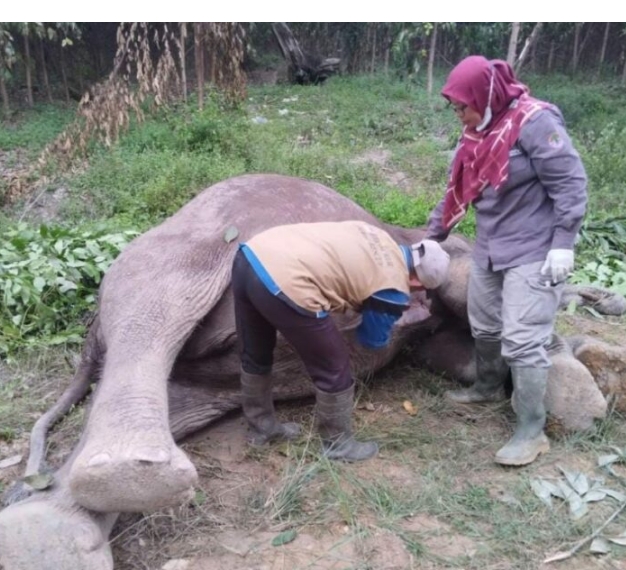 Diduga Diracun, Seekor Gajah Mati di Pelalawan
