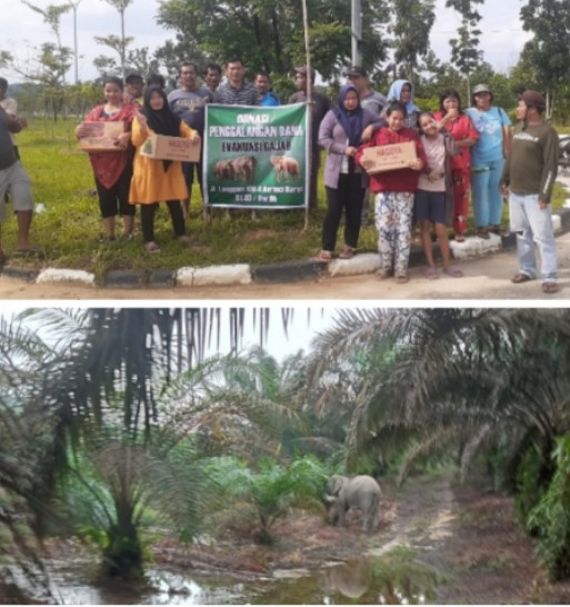 BKSD Tidak Punya Anggaran,Warga Kumpulkan Donasi Untuk Evakuasi Gajah