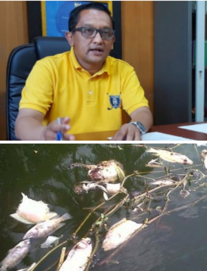 DLH Pelalawan Benarkan Sungai Kampar Tercemar, PT APR Diduga Kuat Penyebab Ikan Mati