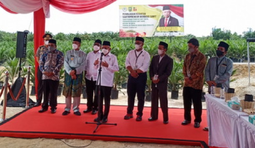 Diinisiasi Apkasindo, Wapres Serahkan 10 Ribu Kecambah Sawit Hibrid Kepada Ponpes Teknologi Riau