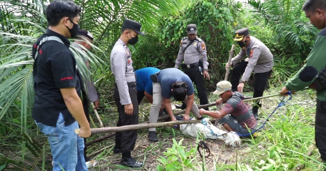 Polisi di Pangkalan Kuras Pelalawan Bersama BKSDA Tangkap Buaya di Kebun Milik Warga