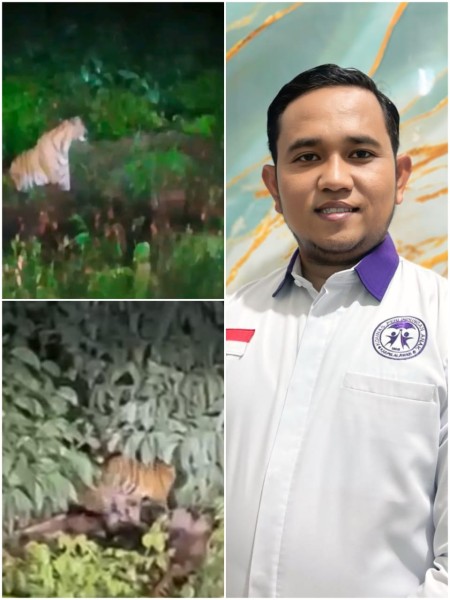 Komnas PA Pelalawan Soroti Penampakan Kawanan Harimau di Dekat SDN 016 Teluk Naga