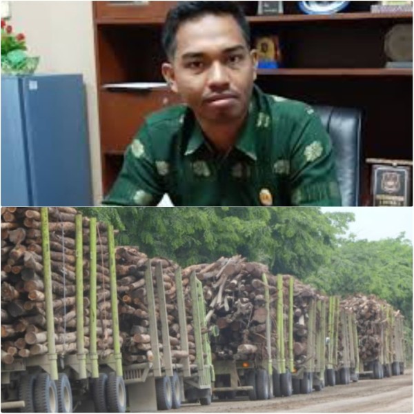 Greenwashing PT RAPP, Olah Kayu Ilegal dari Skema Sosial dan Merusak Lingkungan