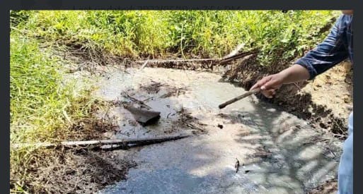 PT Sari Lembah Subur Diduga Sengaja Alirkan Limbah Melalui Parit Buatan Ke Rawa-Rawa,Potensi Rusak Biota Sungai