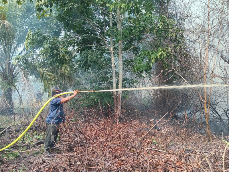 Di Tenga Musim Kemarau,Si Jago Merah Lahab Lahan Kelompok Tani Warga Di Pelalawan.