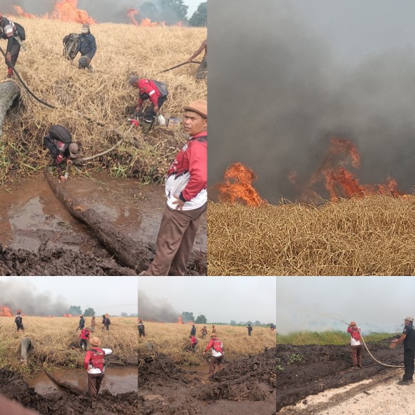 Kobaran Api Semakin Besar, Camat Pangkalan Kerinci Bersama BPBD dan Damkar Masih Berjibaku Tangani Karhutla