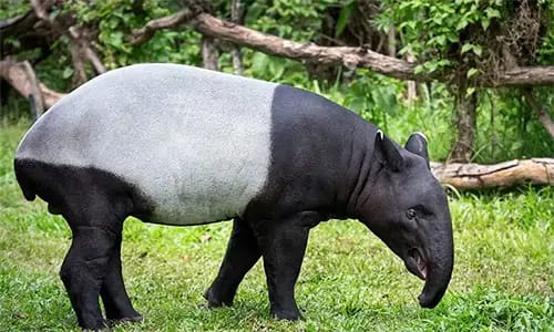 Seekor Tapir Sumatera Terlihat Berkeliaran Di Kota Pangkalan Kerinci.