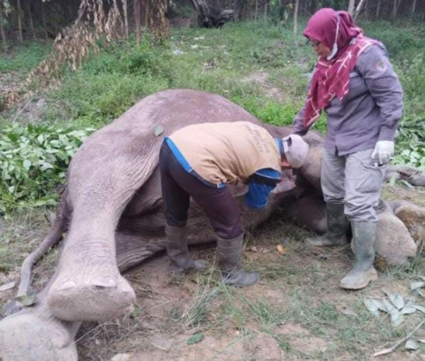 Gajah Bukanlah Hama bagi Hutan Tanaman Industri ( HTI)