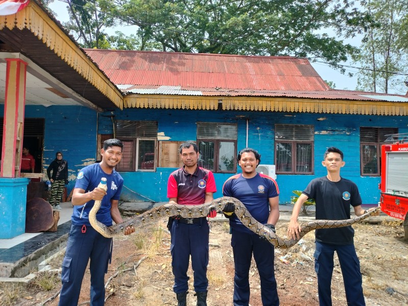 Petugas Damkar Kabupaten Pelalawan Evakuasi Ular Sawa Besar di Permukiman Warga